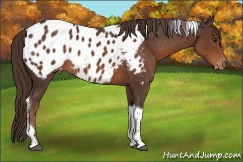 Horse Color:Liver Chestnut Tobiano Blanket