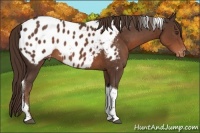 Horse Color:Liver Chestnut Tobiano Appaloosa