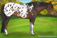 Horse Color:Liver Chestnut Tobiano Appaloosa