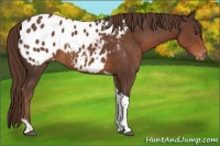 Horse Color:Liver Chestnut Tobiano Appaloosa