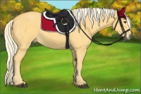 Horse Color:Palomino