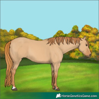 Horse Color:Red Dun