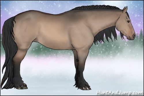 Horse Color:Bay Dun 