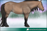 Horse Color:Bay Dun 
