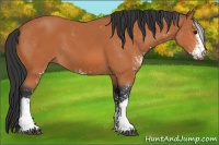 Horse Color:Bay Sabino 