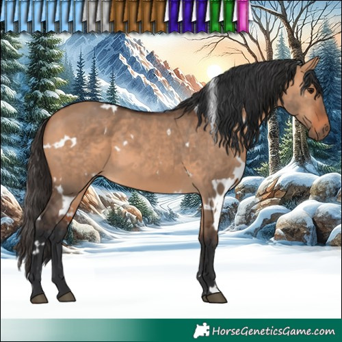 Horse Color:White Spotted Bay Dun 