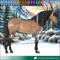 Horse Color:White Spotted Bay Dun 