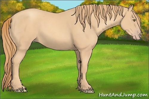 Horse Color:Gold Champagne