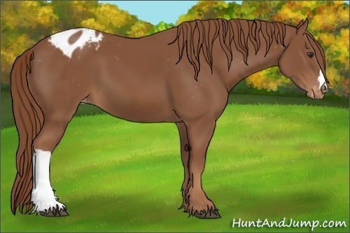 Horse Color:Chestnut Appaloosa