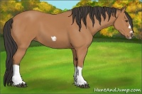 Horse Color:Bay Splash Frame 