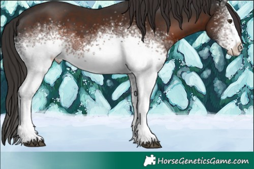 Horse Color:White Spotted Liver Chestnut 