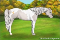 Horse Color:Platinum Silver Buckskin Pearl Tobiano