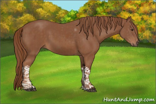 Horse Color:Chestnut  and Chestnut 