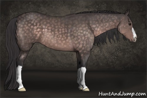 Horse Color:Platinum Buckskin 