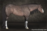 Horse Color:Platinum Buckskin