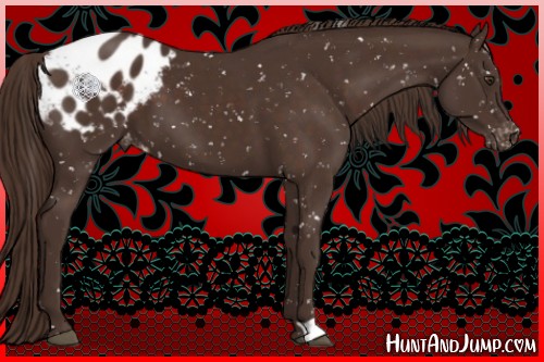 Horse Color:Liver Chestnut Appaloosa 