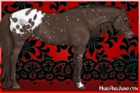 Horse Color:Liver Chestnut Appaloosa