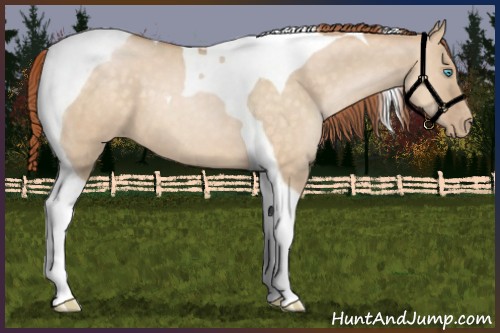 Horse Color:Buckskin Pearl Dun Tobiano 