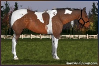 Horse Color:Buckskin Tobiano