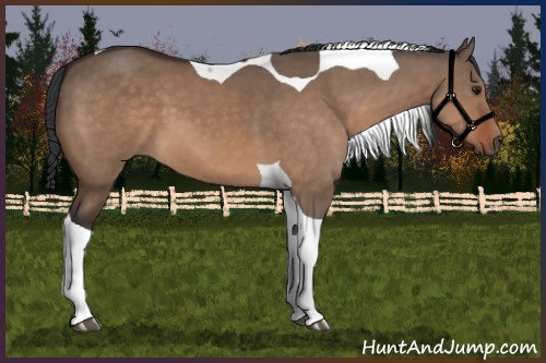 Horse Color:Brown Dun Tobiano 