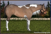 Horse Color:Brown Dun Tobiano 