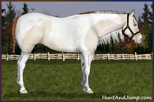 Horse Color:Buckskin Pearl Dun Tobiano 