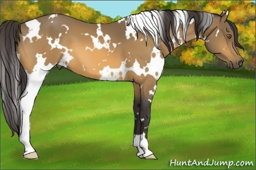 Horse Color:White Spotted Buckskin 