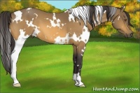 Horse Color:White Spotted Buckskin