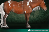 Horse Color:White Spotted Silver Brown 