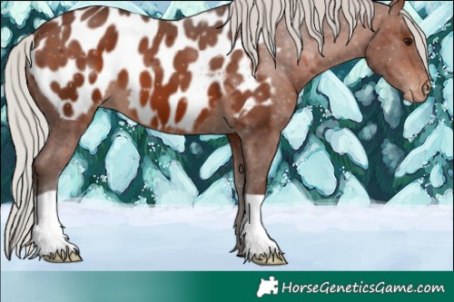 Horse Color:Silver Brown Appaloosa 