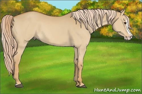 Horse Color:Palomino Dun Splash 