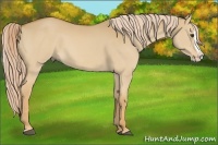 Horse Color:Palomino Dun Splash 