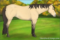 Horse Color:Buckskin Dun Splash 