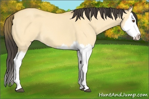 Horse Color:Buckskin Dun Splash 