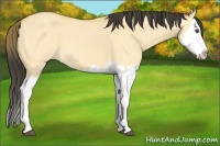 Horse Color:Buckskin Dun Splash 