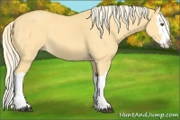 Horse Color:Palomino Dun Splash 