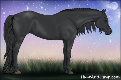 Horse Color:Black 
