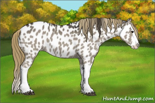 Horse Color:Smoky Grullo Splash Appaloosa 