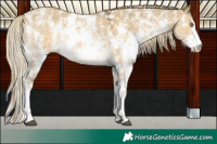 Horse Color:Plaid Chocolate Palomino Dun Sabino Rabicano