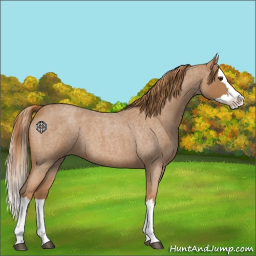 Horse Color:Red Roan Splash 