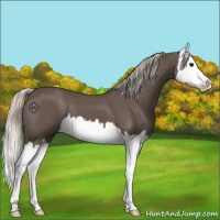 Horse Color:Silver Black Splash