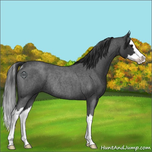 Horse Color:Blue Roan Splash Rabicano 