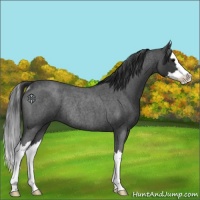 Horse Color:Blue Roan Splash Rabicano 