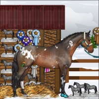 Horse Color:White Spotted Buckskin Roan 