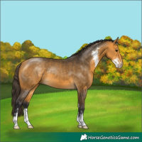 Horse Color:Buckskin Sabino 