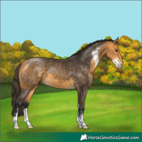 Horse Color:Buckskin Sabino