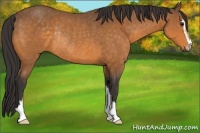 Horse Color:Buckskin Sabino Rabicano 