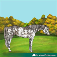 Horse Color:Buckskin  and Silver Smoky Grullo Splash 