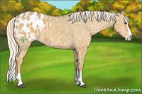 Horse Color:Palomino Dun Splash Appaloosa 