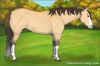 Horse Color:Buckskin Dun Splash 